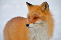 /album/%e3%83%95%e3%82%a9%e3%83%88%e3%82%ae%e3%83%a3%e3%83%a9%e3%83%aa%e3%83%bc/%e5%8c%97%e3%82%ad%e3%83%84%e3%83%8d%e3%80%80%ef%bd%9e%e4%bc%9a%e3%81%84%e3%81%9f%e3%81%8b%e3%81%a3%e3%81%9f%e9%9b%aa%e5%8e%9f%e3%81%ae%e4%b8%ad%e3%81%ae%e5%90%9b%ef%bd%9e-jpg1/